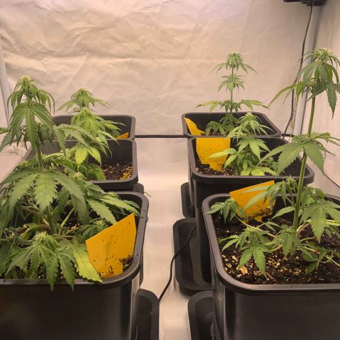 Auto Afghan Skunk growlog photo: ua. Überdünnung