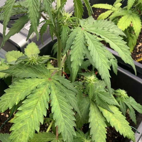 Auto Afghan Skunk growlog photo: ua. Überdünnung