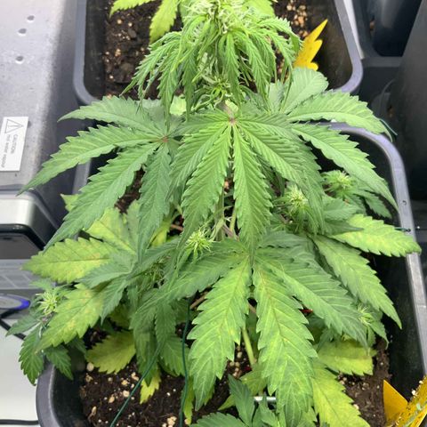 Auto Afghan Skunk growlog photo: ua. Überdünnung