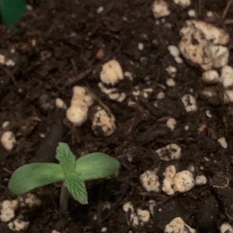 Mendo Wood growlog timeline photo