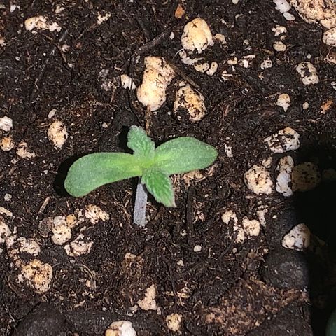 Mendo Wood growlog timeline photo