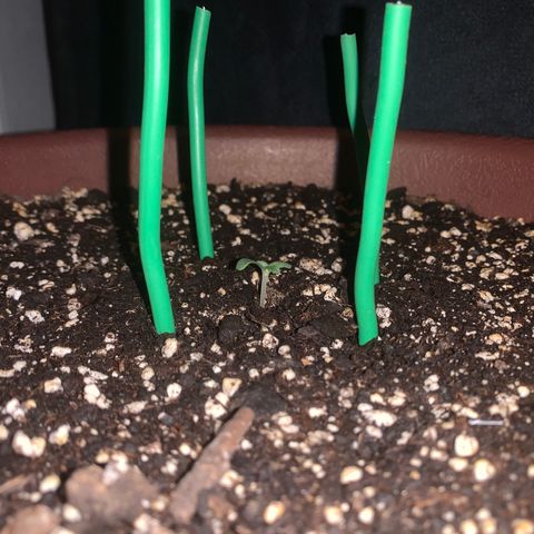 Mendo Wood growlog timeline photo