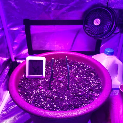 Mendo Wood growlog timeline photo