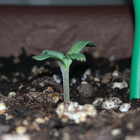 Mendo Wood growlog timeline photo