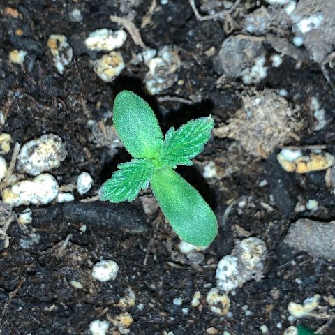 Mendo Wood growlog timeline photo
