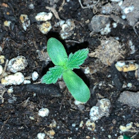 Mendo Wood growlog timeline photo