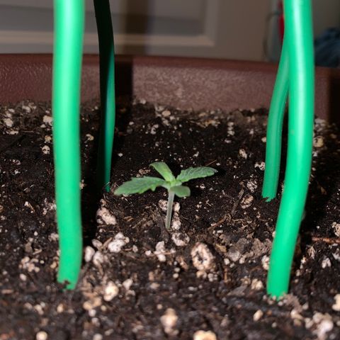 Mendo Wood growlog photo: Next leaf set is pushing out and first set is growing well. Looking a bit more like a plant now. 