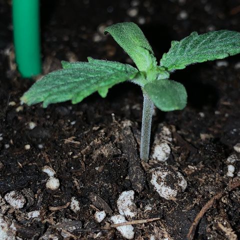 Mendo Wood growlog photo: Next leaf set is pushing out and first set is growing well. Looking a bit more like a plant now. 
