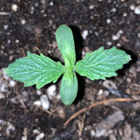 Mendo Wood growlog photo: Next leaf set is pushing out and first set is growing well. Looking a bit more like a plant now. 