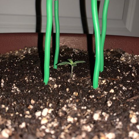 Mendo Wood growlog photo: Next leaf set is pushing out and first set is growing well. Looking a bit more like a plant now. 