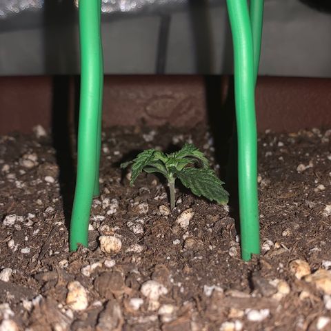 Mendo Wood growlog timeline photo