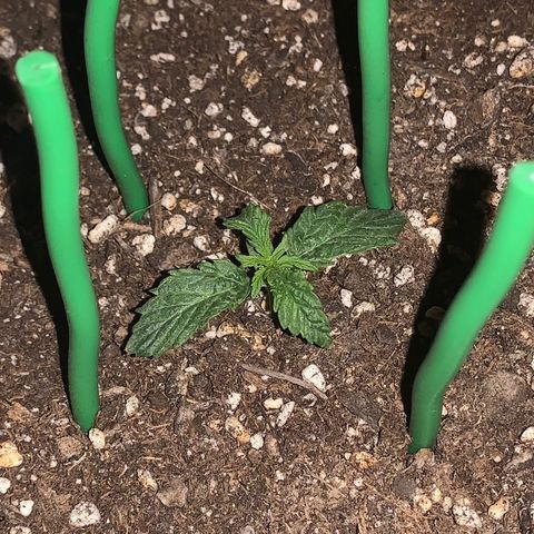 Mendo Wood growlog timeline photo