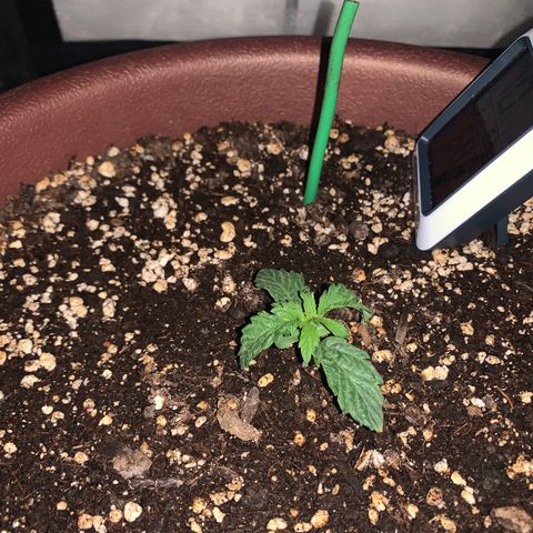 Mendo Wood growlog timeline photo