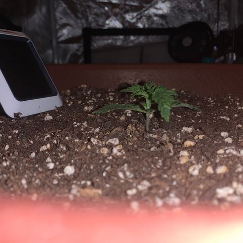 Mendo Wood growlog photo: Might top soon, not sure if I will though. May just LST