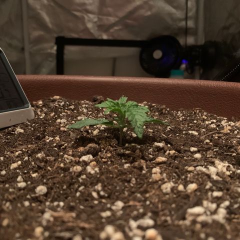 Mendo Wood growlog photo: Might top soon, not sure if I will though. May just LST