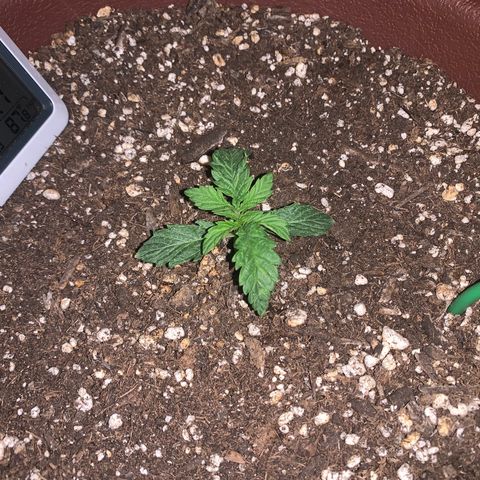 Mendo Wood growlog photo: Might top soon, not sure if I will though. May just LST