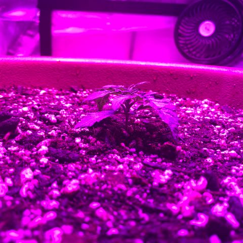 Mendo Wood growlog timeline photo