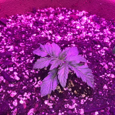 Mendo Wood growlog timeline photo