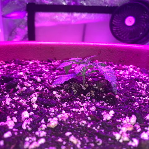 Mendo Wood growlog timeline photo