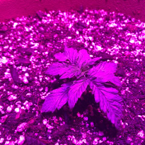Mendo Wood growlog timeline photo