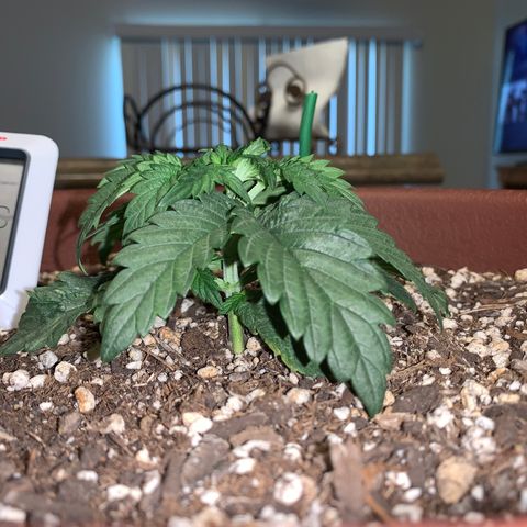 Mendo Wood growlog timeline photo