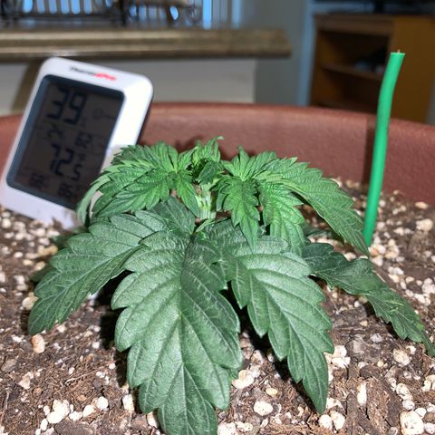 Mendo Wood growlog timeline photo