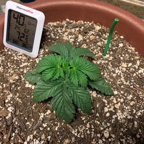 Mendo Wood growlog timeline photo