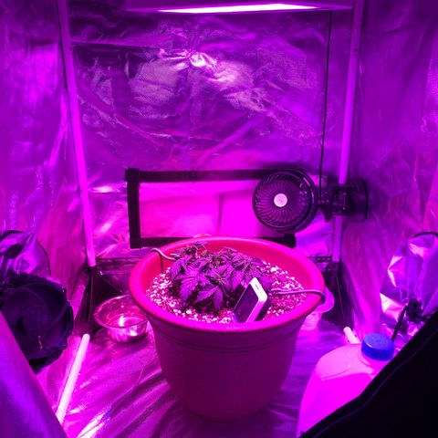 Mendo Wood growlog photo: After a few larger fans removed to allow for more branches and lst to bend it straight across. 
