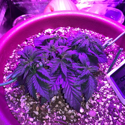 Mendo Wood growlog photo: After a few larger fans removed to allow for more branches and lst to bend it straight across. 