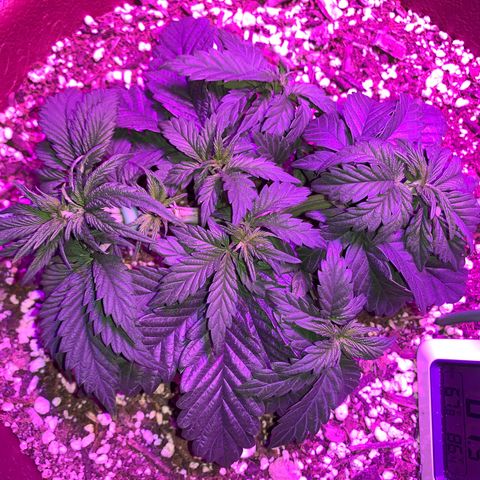 Mendo Wood growlog photo: After a few larger fans removed to allow for more branches and lst to bend it straight across. 