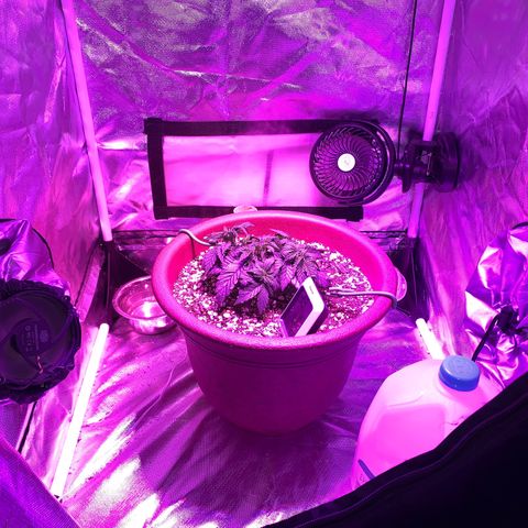 Mendo Wood growlog photo: After a few larger fans removed to allow for more branches and lst to bend it straight across. 