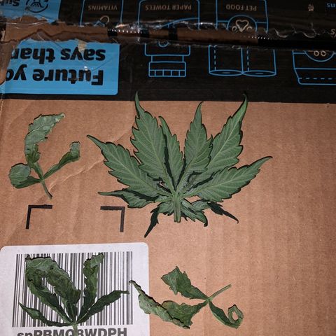 Mendo Wood growlog photo: Fans removed - One has 10 fingers on it