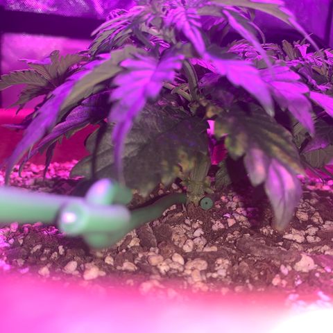 Mendo Wood growlog photo: Looks to be chugging along. Tips have slight discoloration, seems to happen for a day or so after water. Soul may be a little hot, in a good way maybe. 