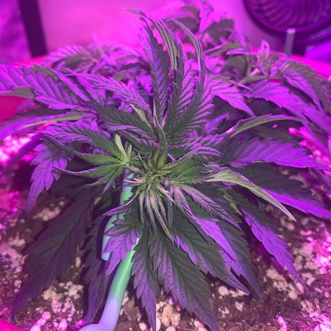 Mendo Wood growlog photo: Looks to be chugging along. Tips have slight discoloration, seems to happen for a day or so after water. Soul may be a little hot, in a good way maybe. 