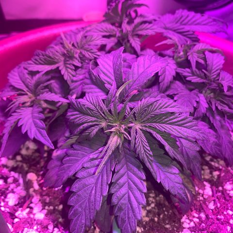 Mendo Wood growlog photo: Looks to be chugging along. Tips have slight discoloration, seems to happen for a day or so after water. Soul may be a little hot, in a good way maybe. 