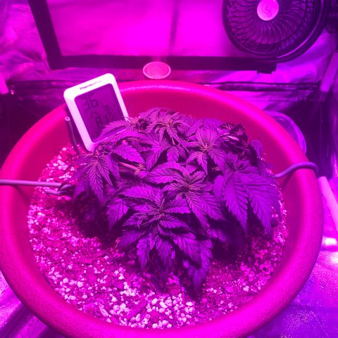 Mendo Wood growlog photo: Looks to be chugging along. Tips have slight discoloration, seems to happen for a day or so after water. Soul may be a little hot, in a good way maybe. 