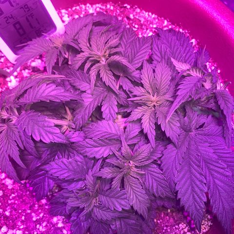 Mendo Wood growlog photo: Looks to be chugging along. Tips have slight discoloration, seems to happen for a day or so after water. Soul may be a little hot, in a good way maybe. 