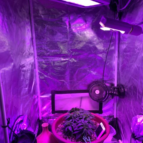Mendo Wood growlog photo: Moved lights up and added new 