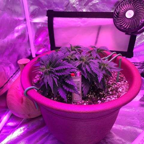 Mendo Wood growlog photo: Moved lights up and added new 
