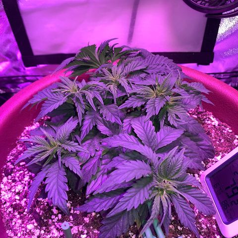 Mendo Wood growlog photo: Just some pictures