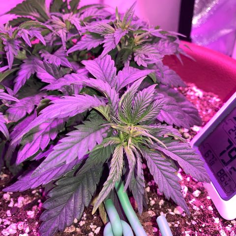 Mendo Wood growlog photo: Just some pictures