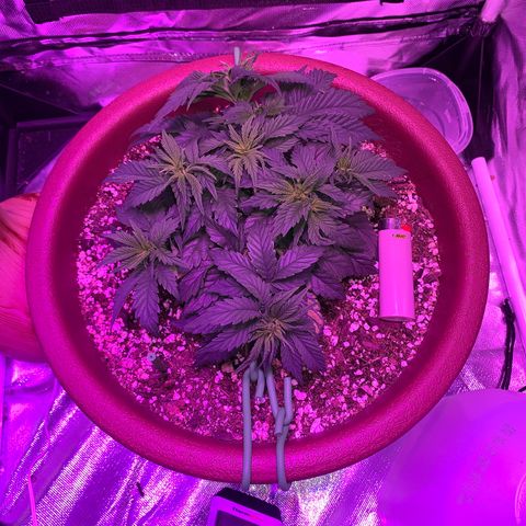 Mendo Wood growlog photo: Just some pictures