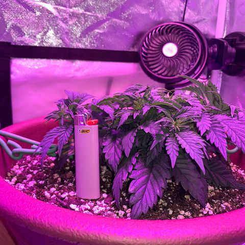 Mendo Wood growlog photo: Just some pictures