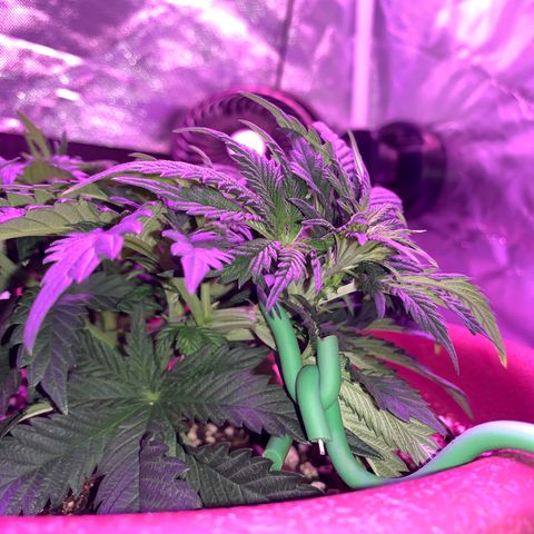 Mendo Wood growlog photo: Just some pictures