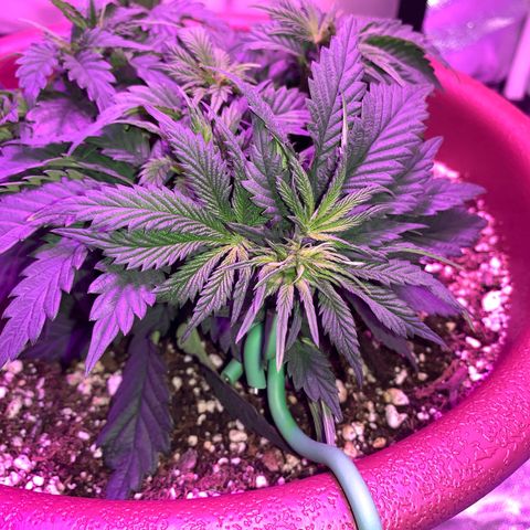 Mendo Wood growlog photo: Just some pictures