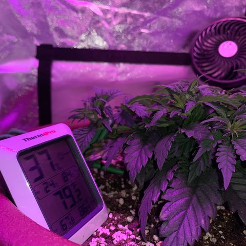 Mendo Wood growlog photo: Just some pictures