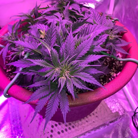 Mendo Wood growlog photo: Looking good but I accidentally snapped a smaller top off…pretty sure it will be fine, might even work out nice. 
Switched to flower yesterday.