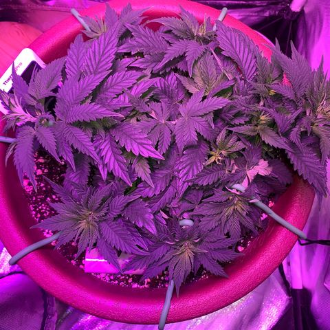 Mendo Wood growlog photo: Looking good but I accidentally snapped a smaller top off…pretty sure it will be fine, might even work out nice. 
Switched to flower yesterday.