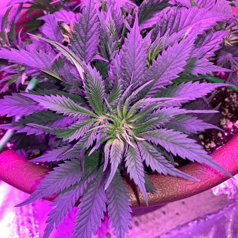 Mendo Wood growlog photo: Looking good but I accidentally snapped a smaller top off…pretty sure it will be fine, might even work out nice. 
Switched to flower yesterday.