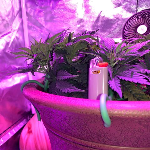 Mendo Wood growlog photo: Looking good but I accidentally snapped a smaller top off…pretty sure it will be fine, might even work out nice. 
Switched to flower yesterday.